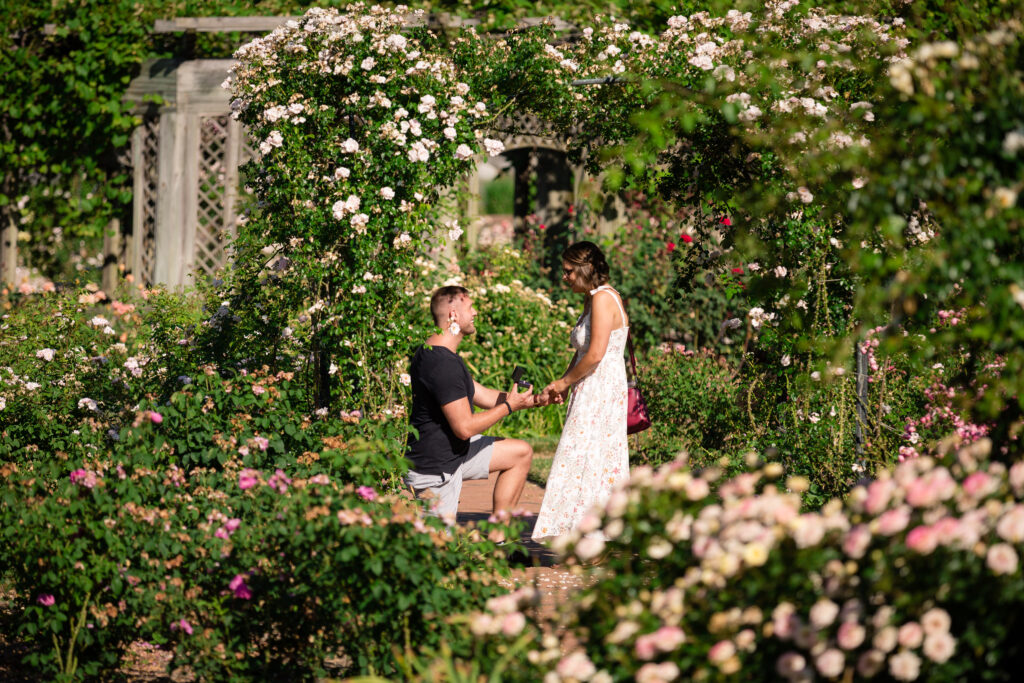 Mr. Knepfel down on one knee asking his partner to marry him. He is under a trellis of roses that are pink, red, and white. 