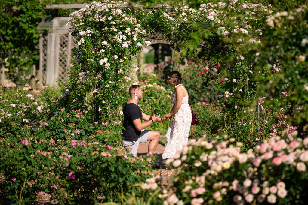 Mr. Knepfel down on one knee proposing in a fields of well manicured roses! The roses are in full bloom showing vibrant colors of red, pink, and white. 