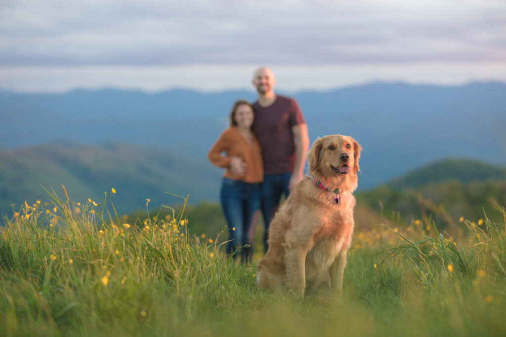 Golden retriever in foreground with couple blurred out in background. Great example of a dog in an engagement photo shoot. 