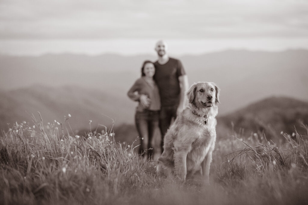 Black and white photo of a golden retriever dog in engagement photos on Max Patch