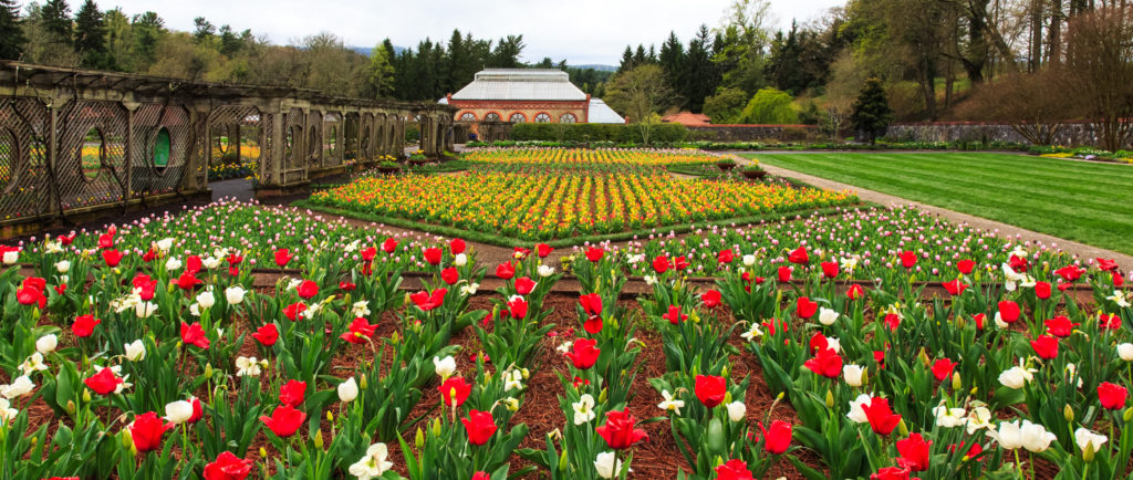 If you of the tulips in full bloom at the Walled Garden in Asheville, there are red and white tulips in the foreground and bright yellow tulips in the background; oh, there must be thousands.