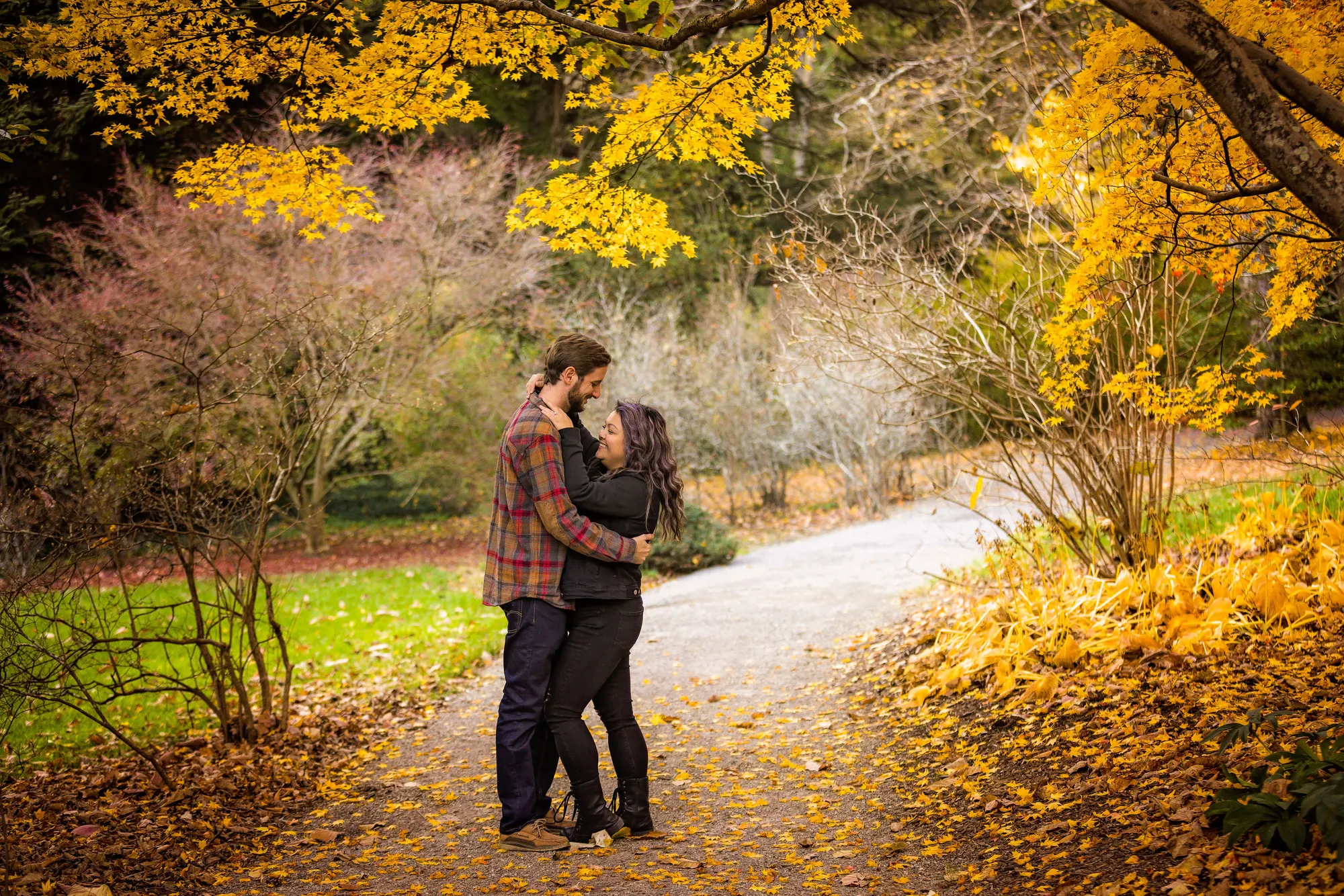 Couple sitting on a trail beneath a golden Japanese maple in the Biltmore lower gardens in late fall