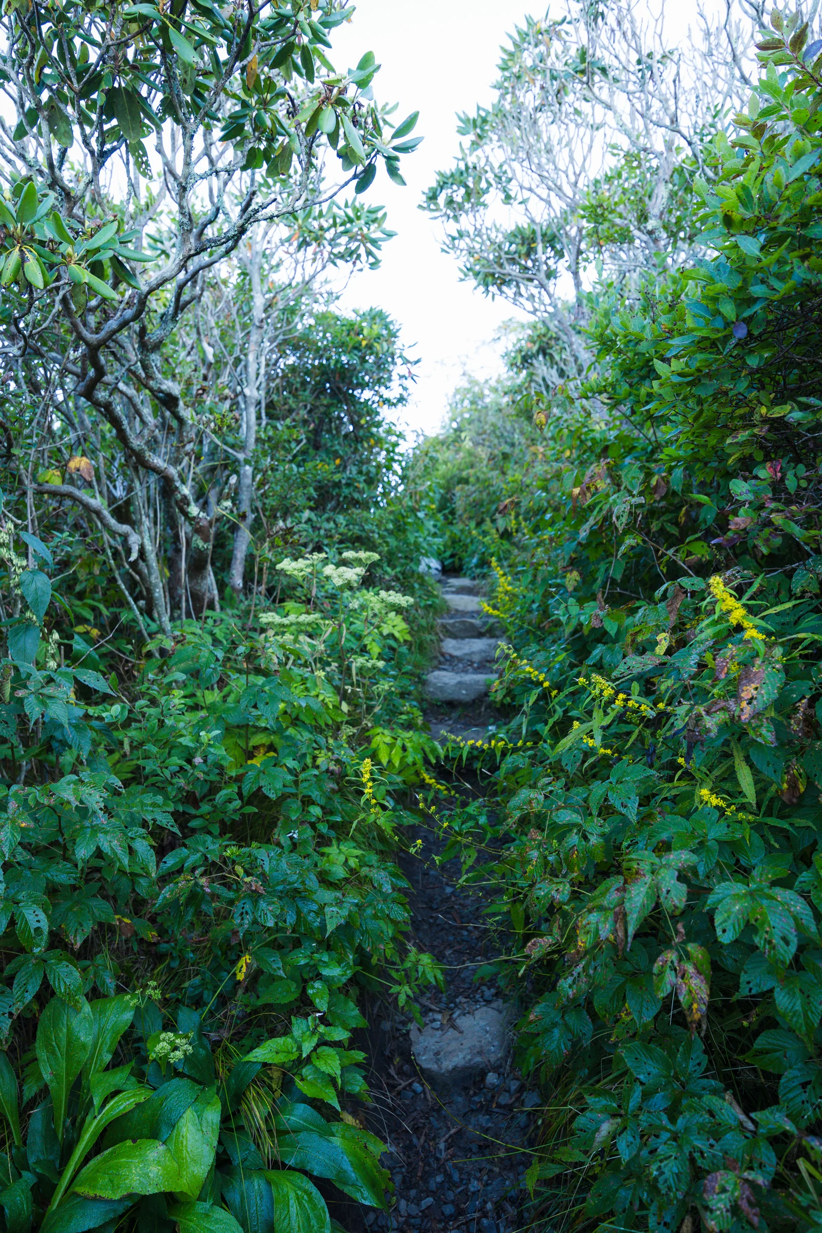 A narrow dirt path passes through an arching tunnel of Catawba rhododendron on the Craggy Pinnacle Trail