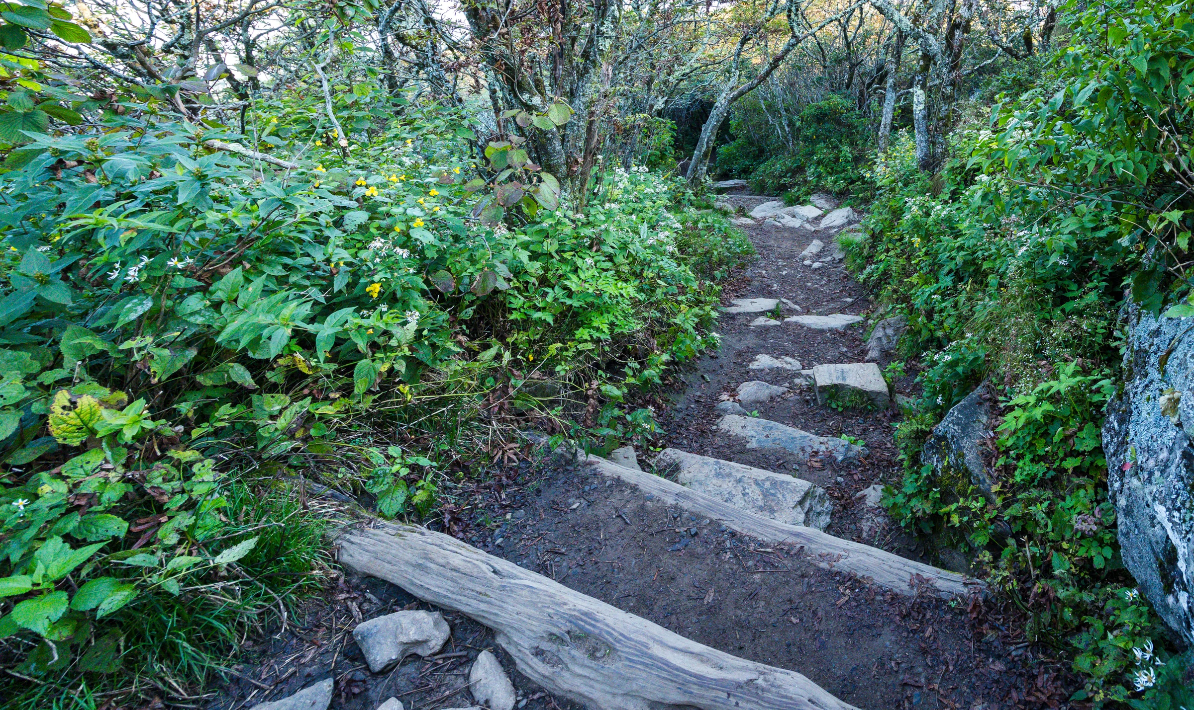 Uneven stone steps wind uphill through dense green shrubs on the Craggy Pinnacle Trail