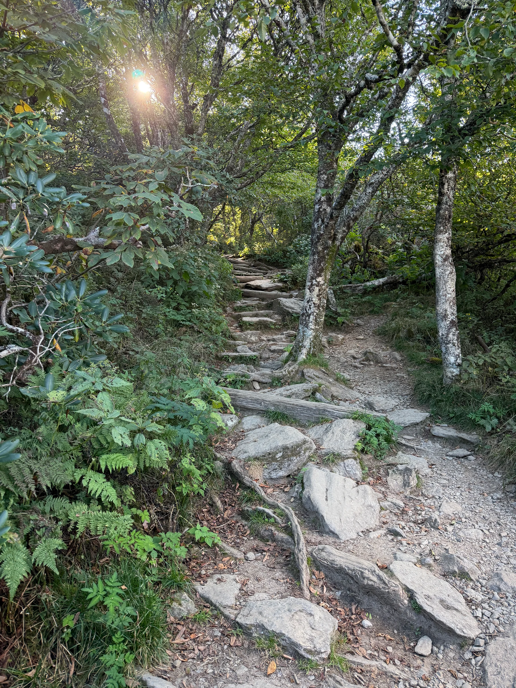 Stone steps climb through a shaded hardwood and rhododendron forest on the Craggy Pinnacle Trail